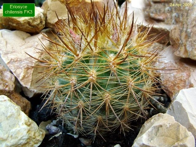 Eriosyce _chilensis FK3 _01